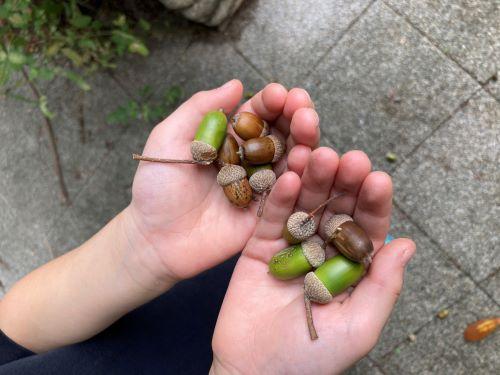 どんぐりたくさんmini.jpg