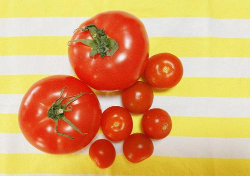 トマトとミニトマト.jpg
